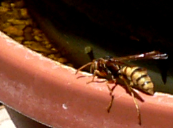 a wasp has a drink
