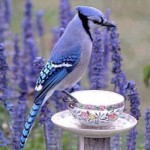 blue jay on tea cupScale