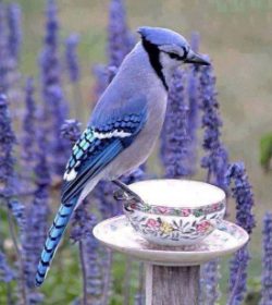 blue jay on tea cupScale